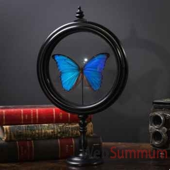 Papillon Bleu Dans Reliquaire Objet De Curiosite In063